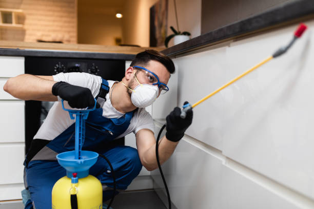 Wasp Removal Services in Van Alstyne, TX