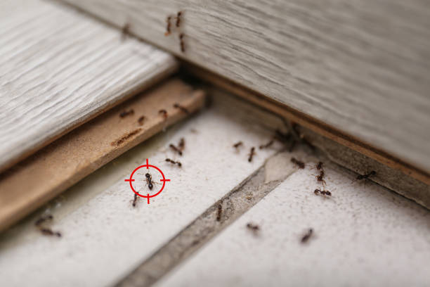 Best Affordable Pest Control Services  in Van Alstyne, TX