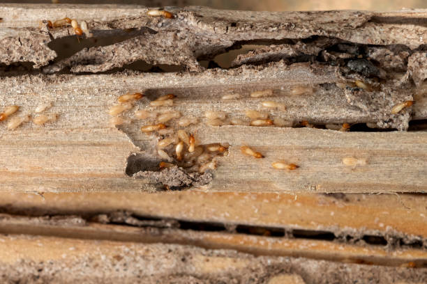 Best Residential Pest Control  in Van Alstyne, TX