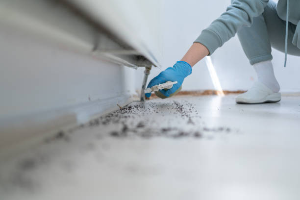 Pest Prevention Services in Van Alstyne, TX